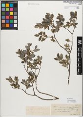 Foto von Salix myrsinifolia Salisb.